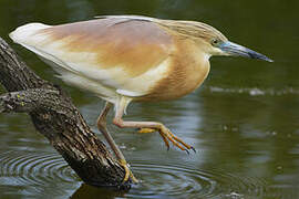 Squacco Heron