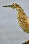 Squacco Heron