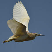 Squacco Heron