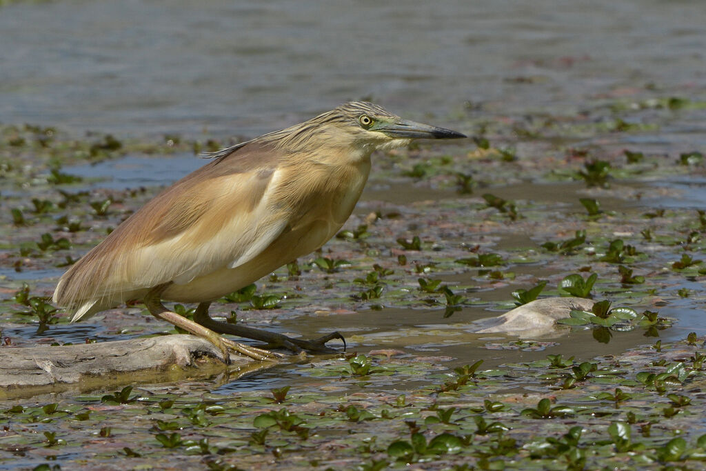 Crabier chevelu, identification