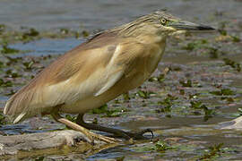 Squacco Heron