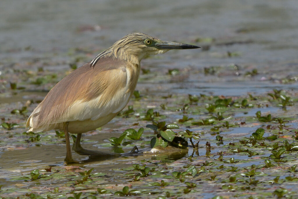 Squacco Heron, identification