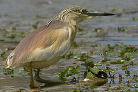 Squacco Heron