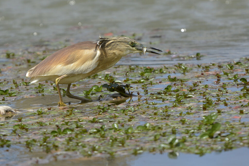 Squacco Heron, Behaviour