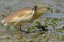 Squacco Heron