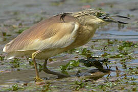 Squacco Heron