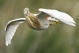 Squacco Heron