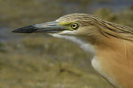 Squacco Heron