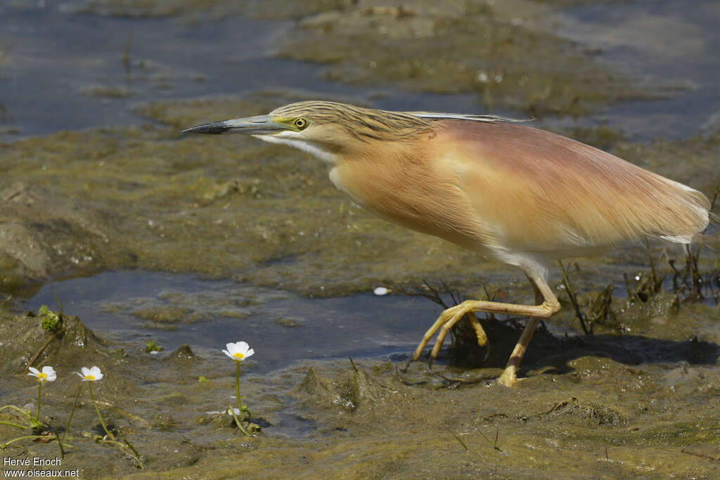 Squacco Heronadult, identification