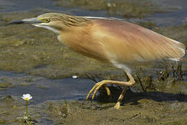 Squacco Heron