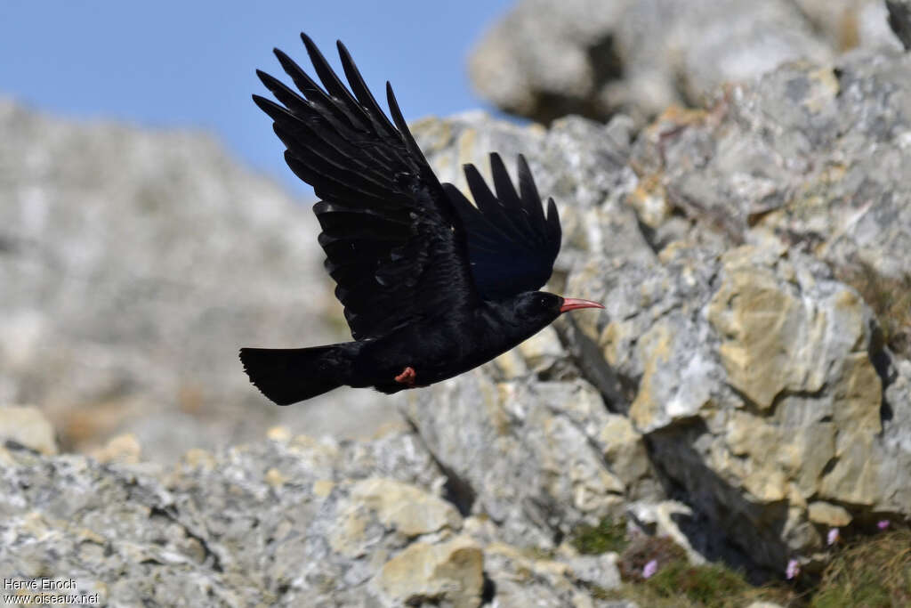 Red-billed Choughadult, habitat, Flight