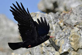 Red-billed Chough