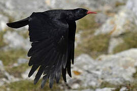 Red-billed Chough