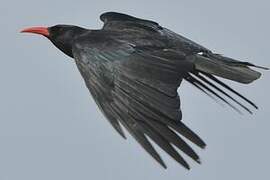 Red-billed Chough