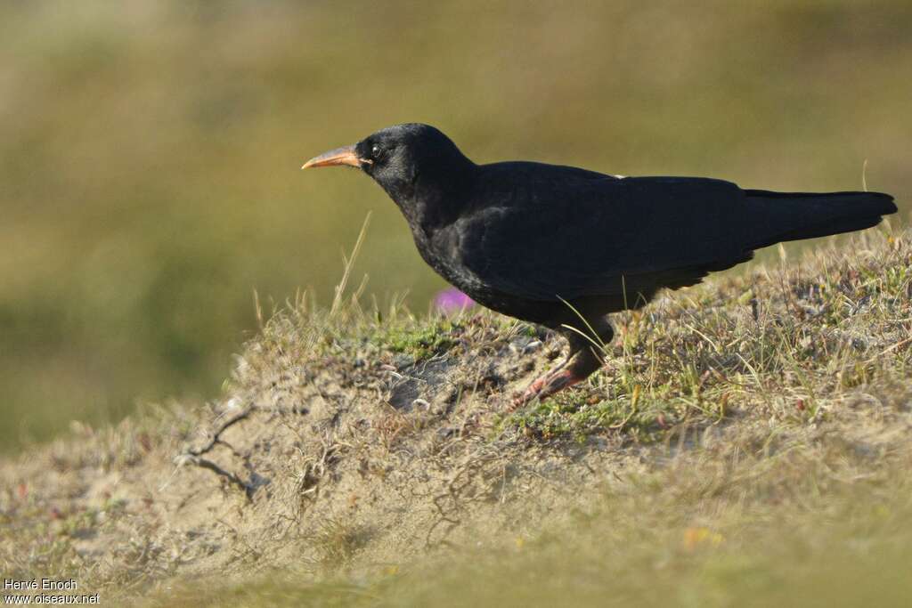 Red-billed ChoughFirst year, identification