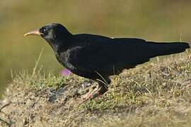 Red-billed Chough