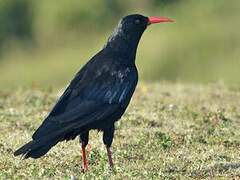 Red-billed Chough