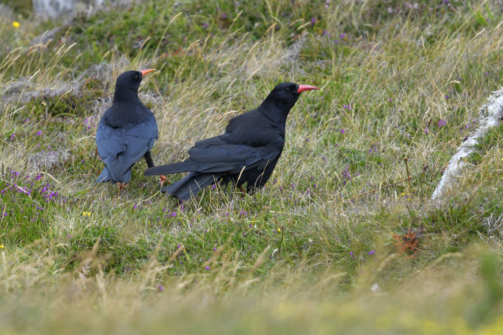 Red-billed Chough