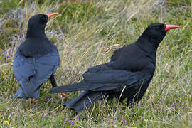 Red-billed Chough