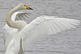 Cygne chanteur