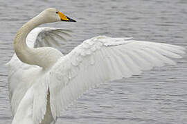 Whooper Swan