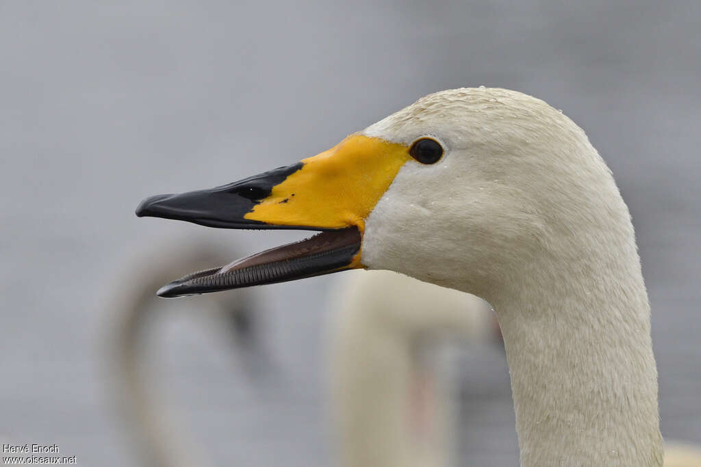 Cygne chanteuradulte internuptial, portrait