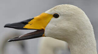 Whooper Swan