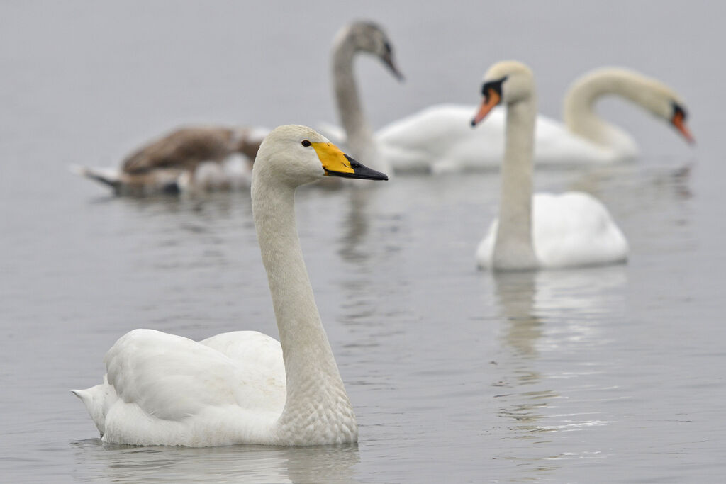 Whooper Swan, identification