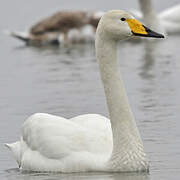 Whooper Swan