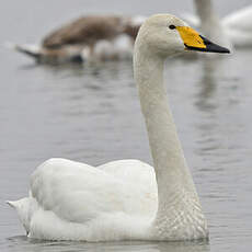 Cygne chanteur