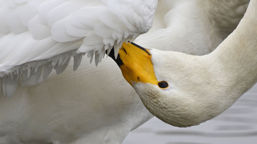 Whooper Swan