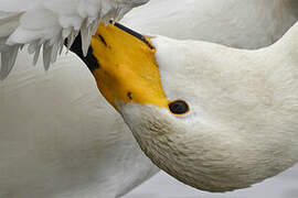 Whooper Swan