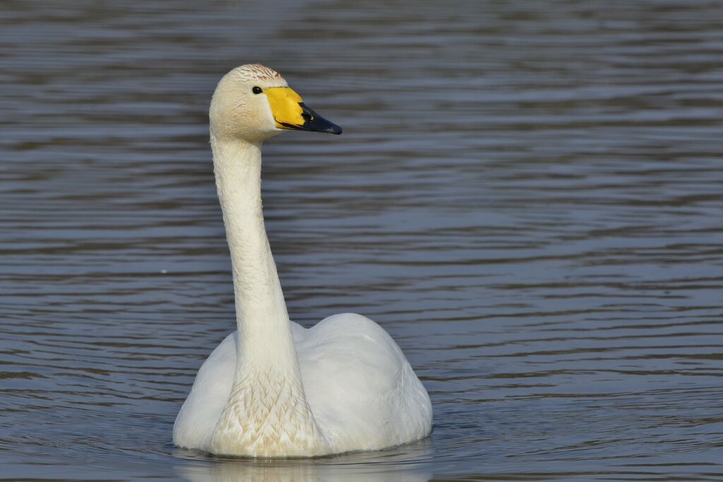 Whooper Swan, identification