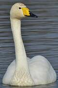 Whooper Swan