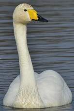 Cygne chanteur