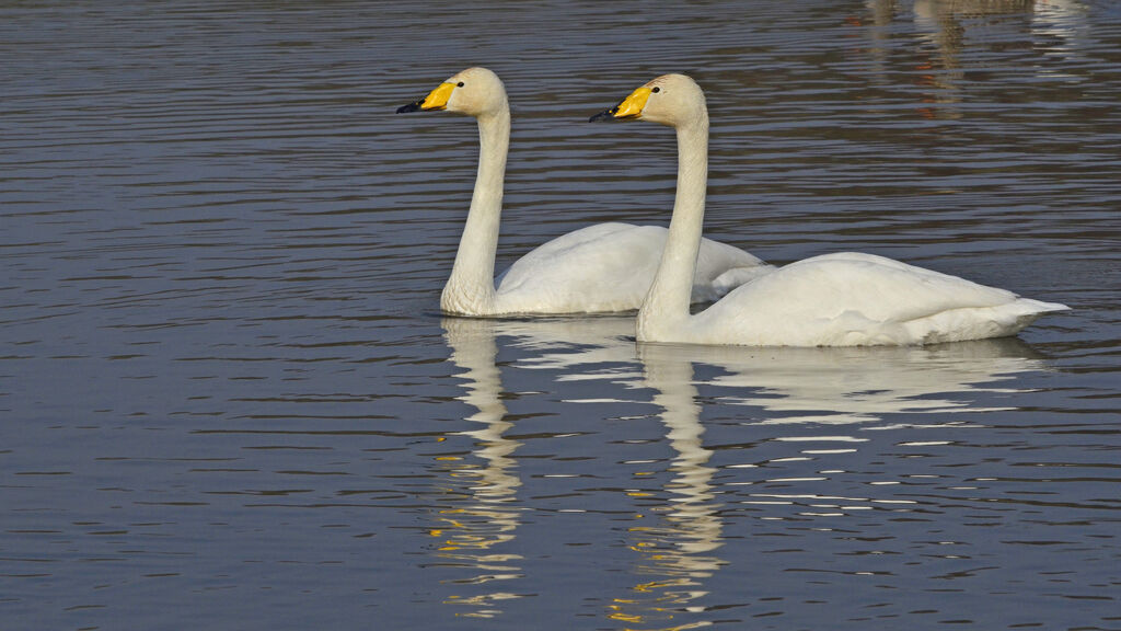 Whooper Swan, identification