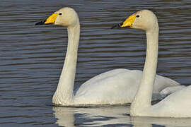 Cygne chanteur