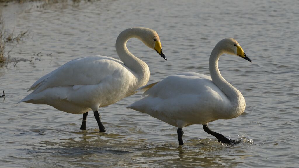 Whooper Swan