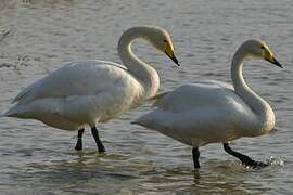 Whooper Swan