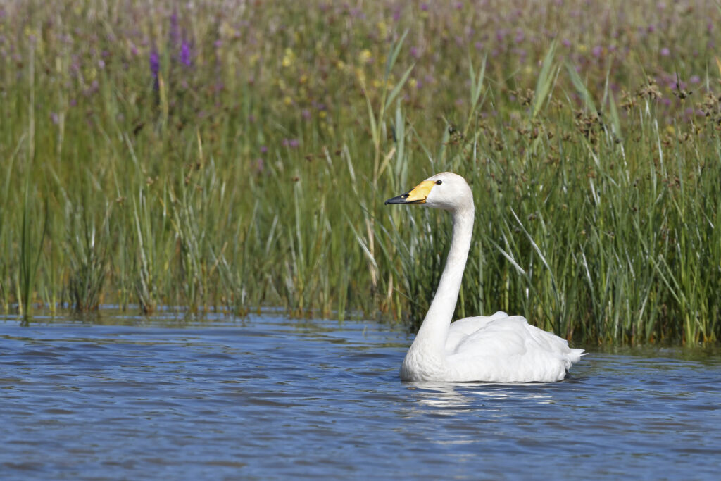 Cygne chanteuradulte, identification