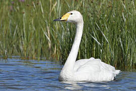 Cygne chanteur