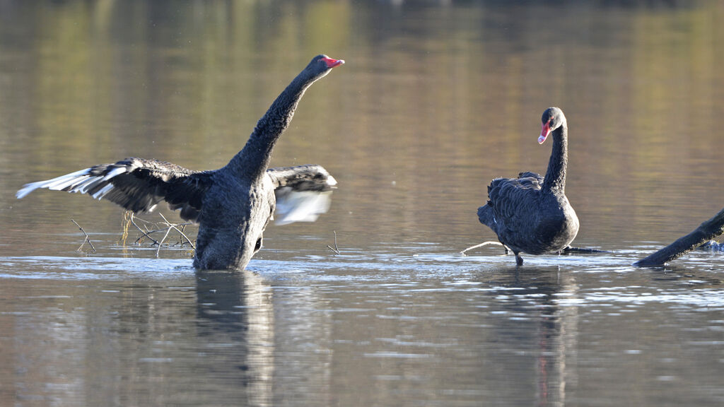 Cygne noir