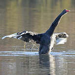 Cygne noir