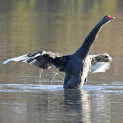 Cygne noir