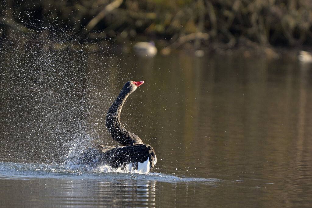 Cygne noir