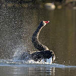 Cygne noir