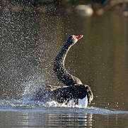 Cygne noir