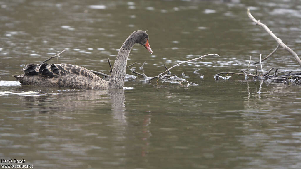 Cygne noirimmature, identification