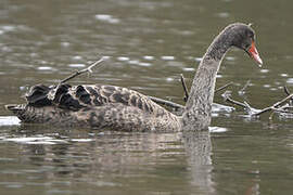 Cygne noir