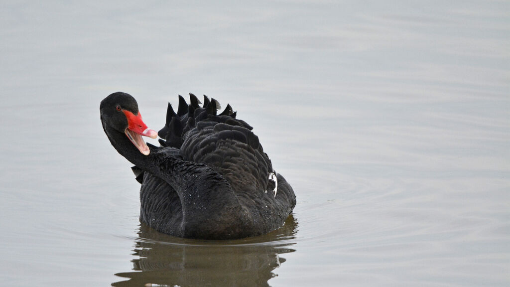 Black Swanadult, identification